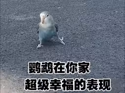 鹦鹉在你家过得很幸福的表现