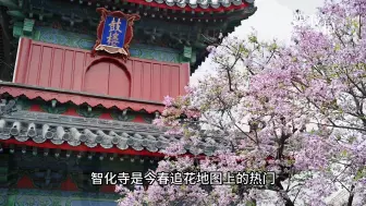 跟我拍·春天丨镜里逢春 智化寺梨花的创意拍法