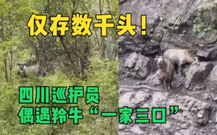 仅存数千头！四川巡护员偶遇羚牛，“一家三口”丛林散步任意摆拍