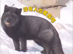 黑色小狐狸闪现亚冬会赛场？小狐狸不语只是一味挖挖挖！太可爱啦[爱心]