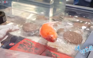 进博会现场，“冻鱼”活了！