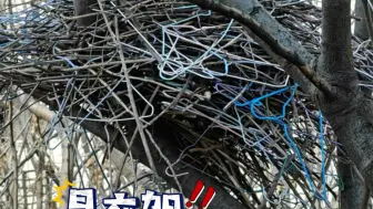 不敢相信自己的双眼！看到了真正的“鹊”巢拿铁！
