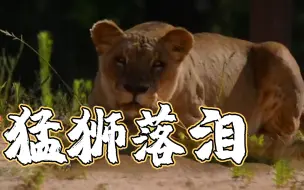 “猛狮落泪” 巴塞罗那动物园确认四只狮子曾染新冠肺炎