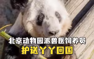 相关人员下周抵美！北京动物园派兽医饲养员护送丫丫回国