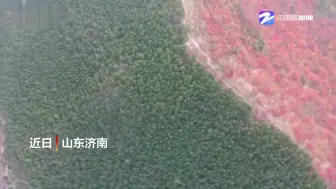 最美秋日！济南蝎子山半边翠绿半边红