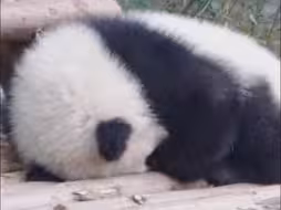 进来接好睡眠！一觉到天亮的那种❤️