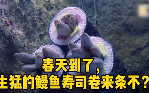 春天到了，生猛的鳗鱼寿司卷来条不？