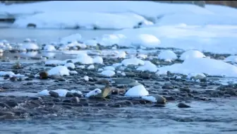 新疆哈巴河 雪中俯瞰白桦林