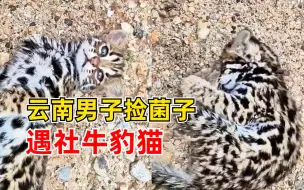 云南男子捡菌子遇社牛豹猫：躺倒又蹭又撒娇