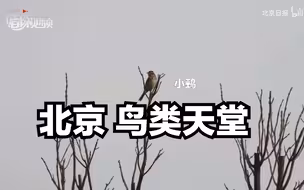 说北京是鸟类的天堂毫不过分！两小时遇见17种