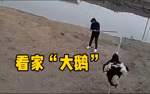 草率了！主人不在家亲戚到访，结果被看家鸵鸟赶出了家门