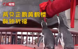 可可爱爱！两只企鹅黄鹤楼敲钟祈福