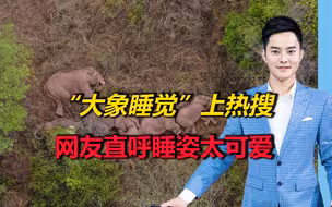 “大象睡觉”上热搜！一路北上野象团暂停迁移，网友：睡姿太可爱