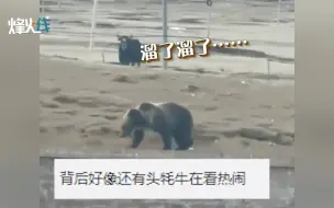 棕熊闯入西藏营区被藏獒赶跑 网友：汪汪队立大功了！