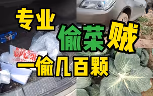 疯狂偷菜！一次好几百颗！村民轮流值夜班抓大盗！