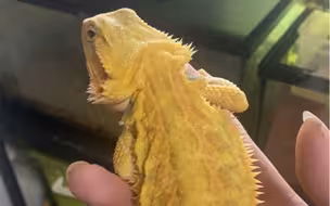 生物防治