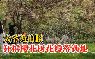 大爷为拍照狂摇樱花树花瓣落满地，市民：一地落樱令人惋惜