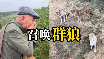 老猎人用口技召唤出山头群狼“这一刻，他像一个召唤者，群狼应声而来”……