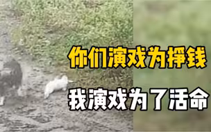 活命不易，全靠演技。大鹅靠装死躲过恶犬袭击
