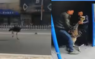 宁夏灵武街头一鸵鸟夺路狂奔致交通堵塞 民警制服后还给养殖户
