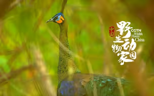 《中国：野生动物家园》官方宣传片第二弹！每一帧都是宝贝