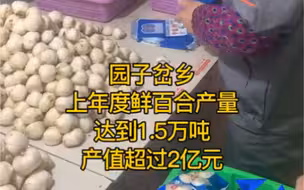 榆中园子岔乡上年度鲜百合产量达到1.5万吨产值超过2亿元