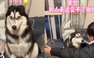 主人学哈士奇说话 “吵架高手”棋逢对手眼看要输 一招制服铲屎官