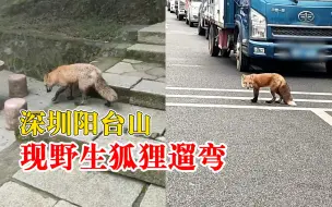 深圳阳台山现野狐狸遛弯，管理处：建议市民不要投喂和主动接触
