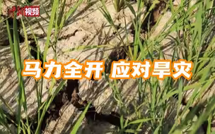 晴热高温天气来袭 湖南大通湖乡镇多举措全力应对旱灾