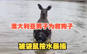 澳大利亚男子为救狗子，被袋鼠暴揍、按入水中