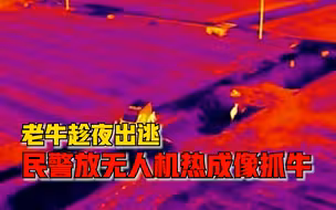 800斤老牛趁夜出逃，民警放飞无人机用热成像帮养牛户抓牛