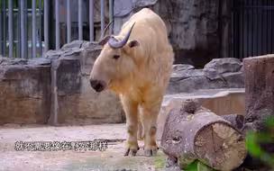 牛年看“牛”这个金毛羚牛居然不是牛