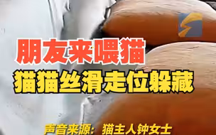 朋友上门喂猫20分钟一直也没看到：我信你养了4只猫但我没看到证据