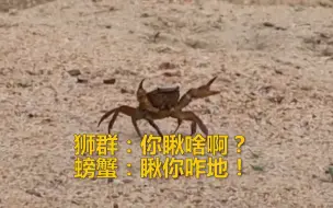 大眼瞪小眼 螃蟹上岸后被一群狮子包围 螃蟹蒙了，狮子也蒙了