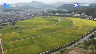 澄江：这里的柑橘它又大又甜，这里的风景它又美又仙