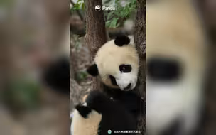 熊猫“强强”：漂亮的脸蛋