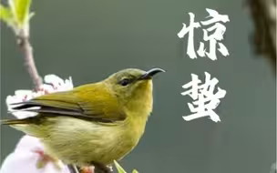 一雷惊蛰始，春风几日闲。#惊蛰  #二十四节气