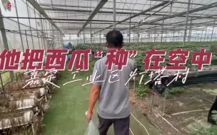 在空中种西瓜？上海一草莓种植户想出了新招