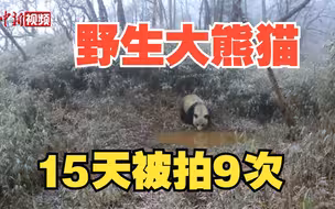 大熊猫在森林同一地点饮水 15天被拍9次