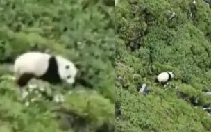 现场！村民找牛途中偶遇大熊猫下山喝水 扭着身子穿梭在山林