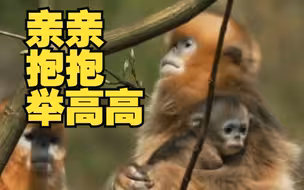 金丝猴宝宝被大猴争着亲亲抱抱