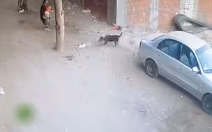 恶犬突然发疯袭击落单孩子 关键时刻！小猫咪飞奔而来救下孩子