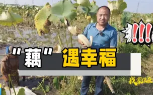 种藕一年赚70万 盖春铭：家庭农场“藕”遇幸福｜我家住在黄河边Vlog