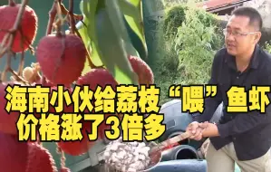 海南小伙给荔枝“喂”鱼虾 价格涨了3倍多