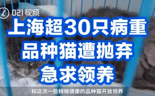 上海超30只病重品种猫遭抛弃急求领养，九成为母猫