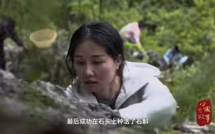石头“开花”了？！|中国有故事