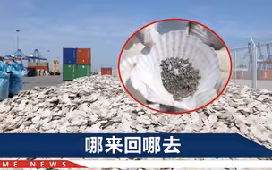 “洋垃圾”退退退！大连海关查获195吨贝壳垃圾，里面全是沙子残肉