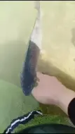怎么也没想到，有一天会被鱼羞辱