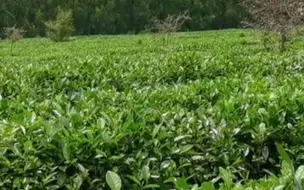 大暑至，蝉声起，夏正浓，饮伏茶，心静享清凉。#大暑
