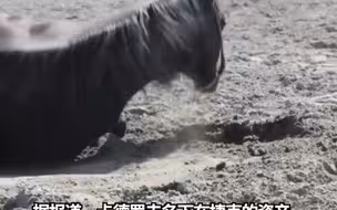 卡德罗夫时隔9年找回爱马，过程很有戏剧性